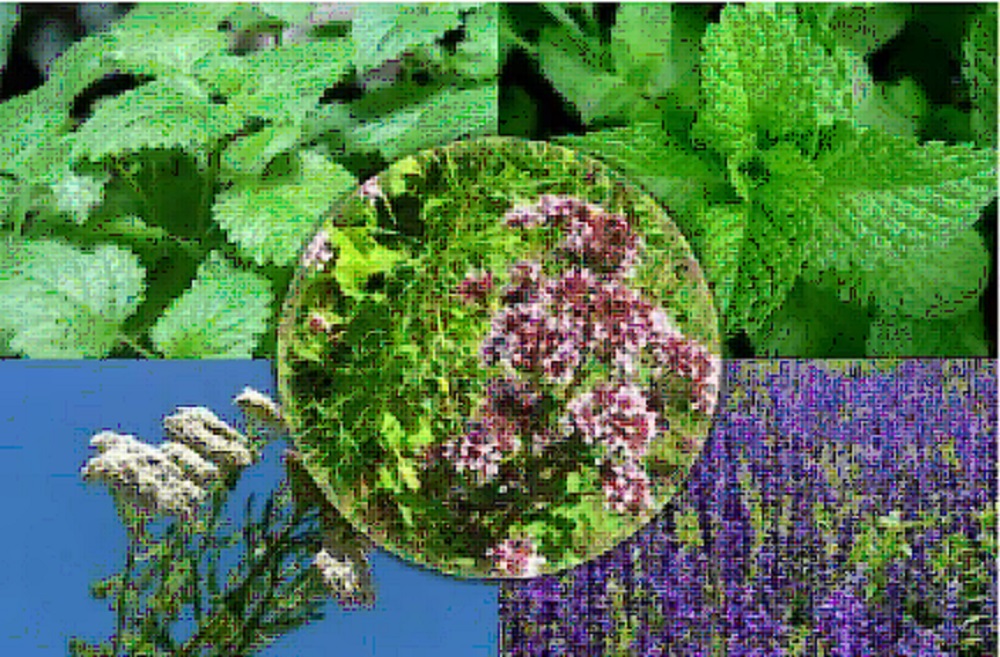 Türkmenistanda ösümlikleri goramak boýunça talyplaryň arasynda ilkinji olimpiada geçiriler