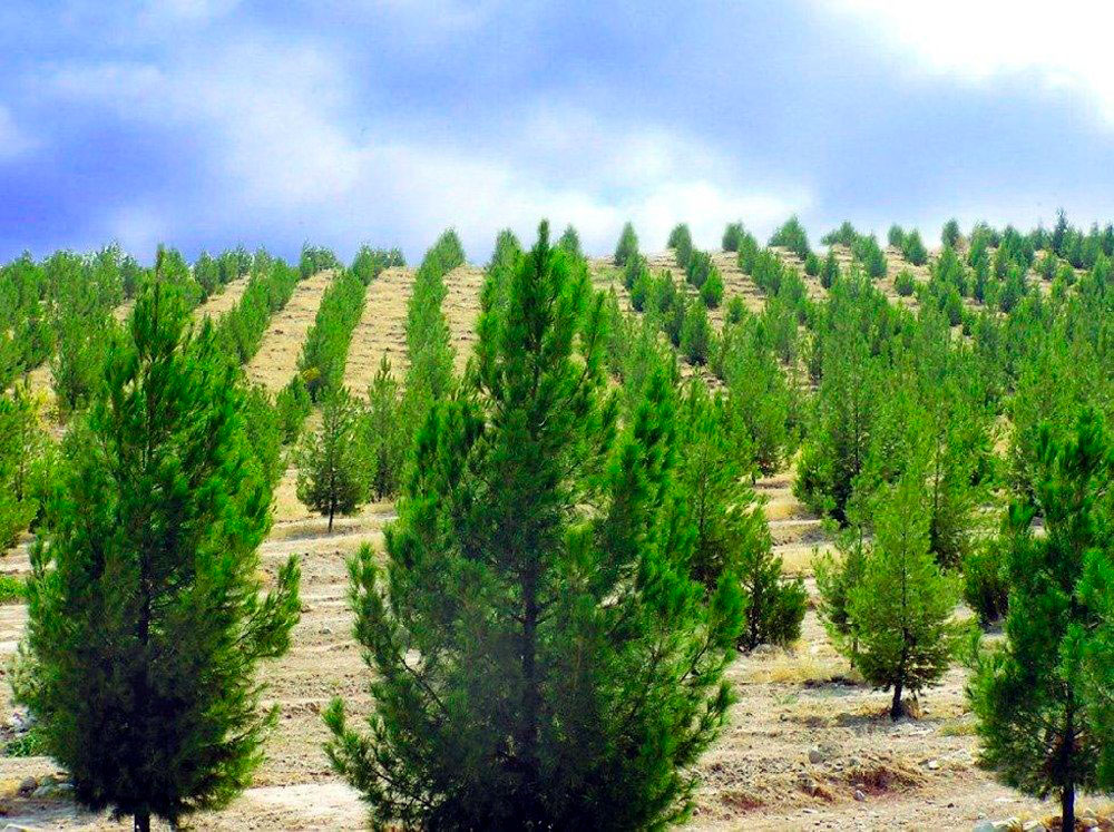 Ählihalk bag ekmek dabarasyna doly taýýarlykda